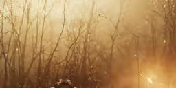 a small bird in the middle of a field