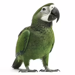 an exotic bird with a blue crest and black head