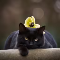 a black cat with an yellow flower on its head