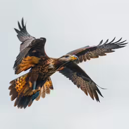 a large bird flying in the air with wings spread