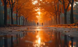 a person walks down a street in an orange, leafy tree covered park