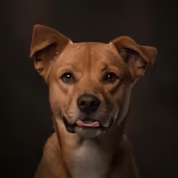 a small dog with very big ears looking forward