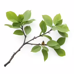 bird perched on the branch of a tree with green leaves