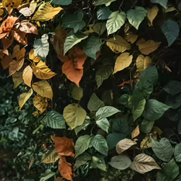 leaves on the side of the road, hanging from the branches