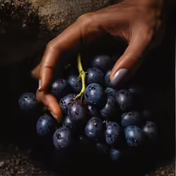 a person picking some grapes from the ground