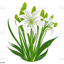 white lilies and green grass on a white background,three white lilys are in a circle