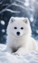 a close up of a dog laying in the snow