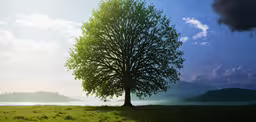 a lone tree in a field is bathed by the sun,a single tree sitting in a lush green field