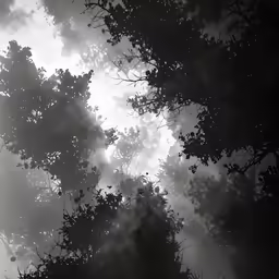 view through a mirror looking up into a forest
