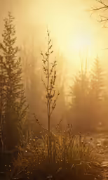 a misty path with a few pine trees