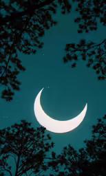 crescent moon in a sky with many trees