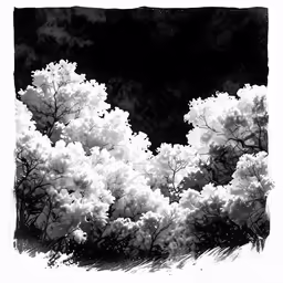 a black and white photo of trees
