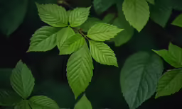 green leaves are shown with very bright colors
