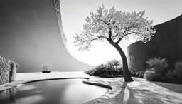 a lone tree sits on the patio overlooking the pool
