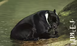 a black dog with a leash is in a stream