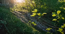 a tree trunk has been split off and is laying in the grass