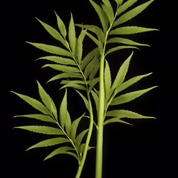 a bunch of leaves are in the black background