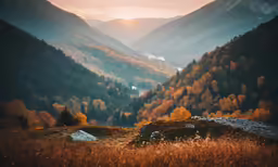 a lush green hillside with lots of trees in the distance