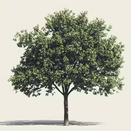 an illustration of a tree with leaves and no leaves