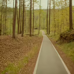 the long road in the woods leads to a forest