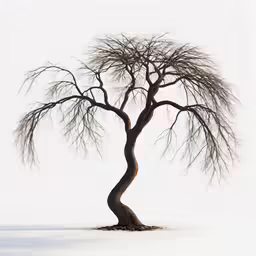 a bare tree in the winter on a snow covered ground