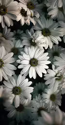 a close up of an arrangement of white flowers