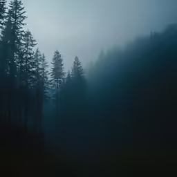 an early morning fog descends over the hillside with pine trees