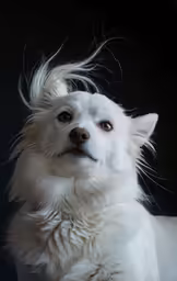 a white dog with hair blowing in the wind