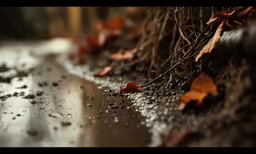 this is a wet, green and leafy section of pavement