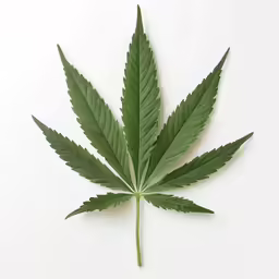 a marijuana leaf laying on a white background