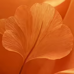 an image of orange and yellow flower petals