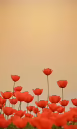 there is a group of red flowers in this picture