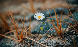 a single flower is in some brown and grass