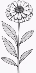 a flower drawing is shown on a white background,flower outline drawing on white background