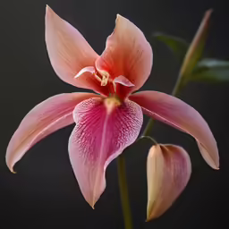 a pink orchid flower is blooming, on a dark background