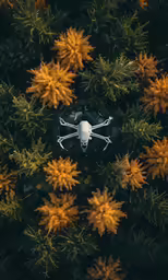 an aerial view of the top of a field with orange flowers