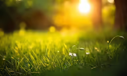 some small grass and a tree in the background