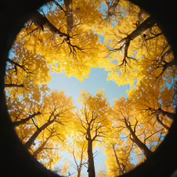 an autumn photo of trees from the inside out