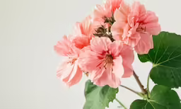 a plant is growing and pink flowers are in a vase