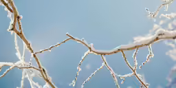 the branches of this tree have some ice on them
