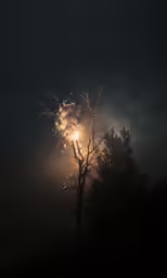 fireworks exploding on a dark night and trees