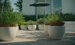 several different plants are in large white pots