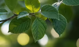 a leaf on a tree with the leaves looking green