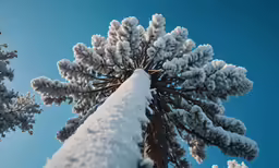 the top view of a tall snow covered pine tree