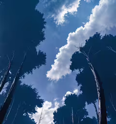 a tree line with the sky in the background,skyscapes in front of a group of trees with leaves on the branches
