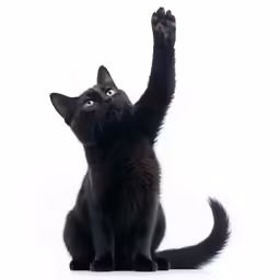 a cat reaching up in the air and stretching its paw to catch something with his claws