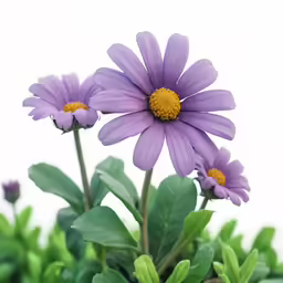 some flowers with leaves and green stems