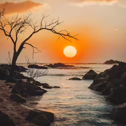 a very pretty sunset with a tree in the water