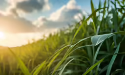 a green leaf in a grass field