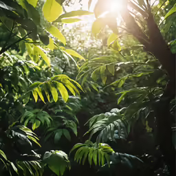 green foliage and the sun shining through